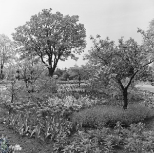 Harrogate, Valley Gardens, 1963